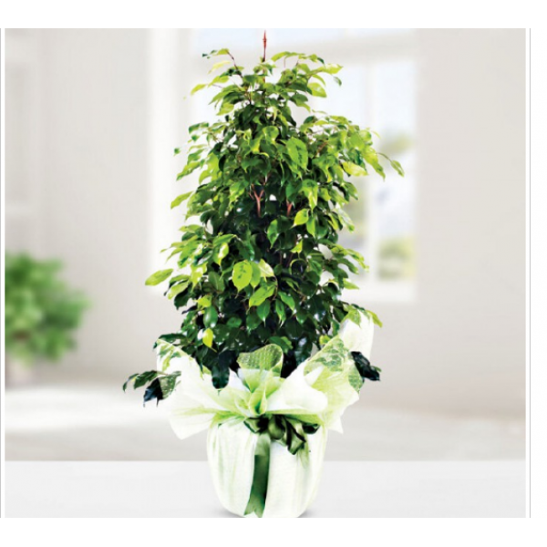 ficus 